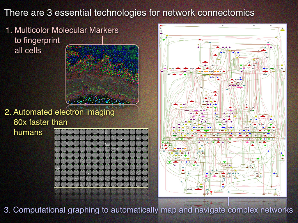 Connectomics Summary Gallery | BWJoneslab